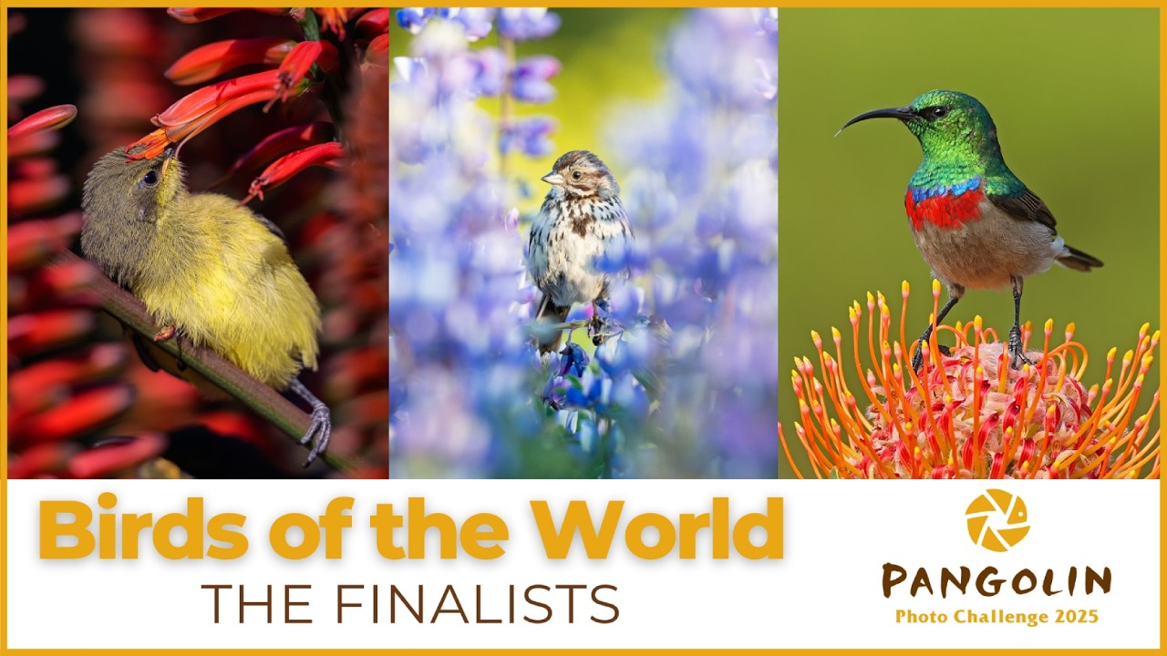 Who will win the Birds of the World Challenge?
