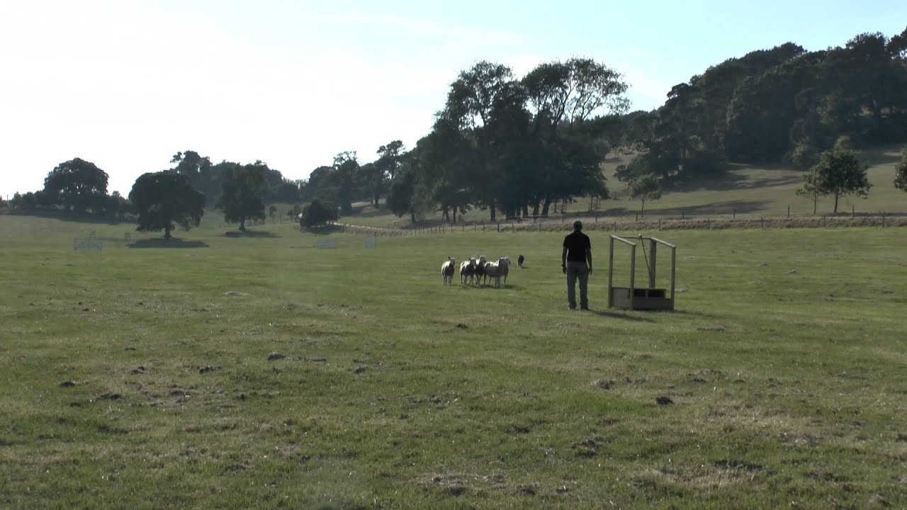 Nij Vyas and Skye Eng National Sheepdog Trials 2013 Devon