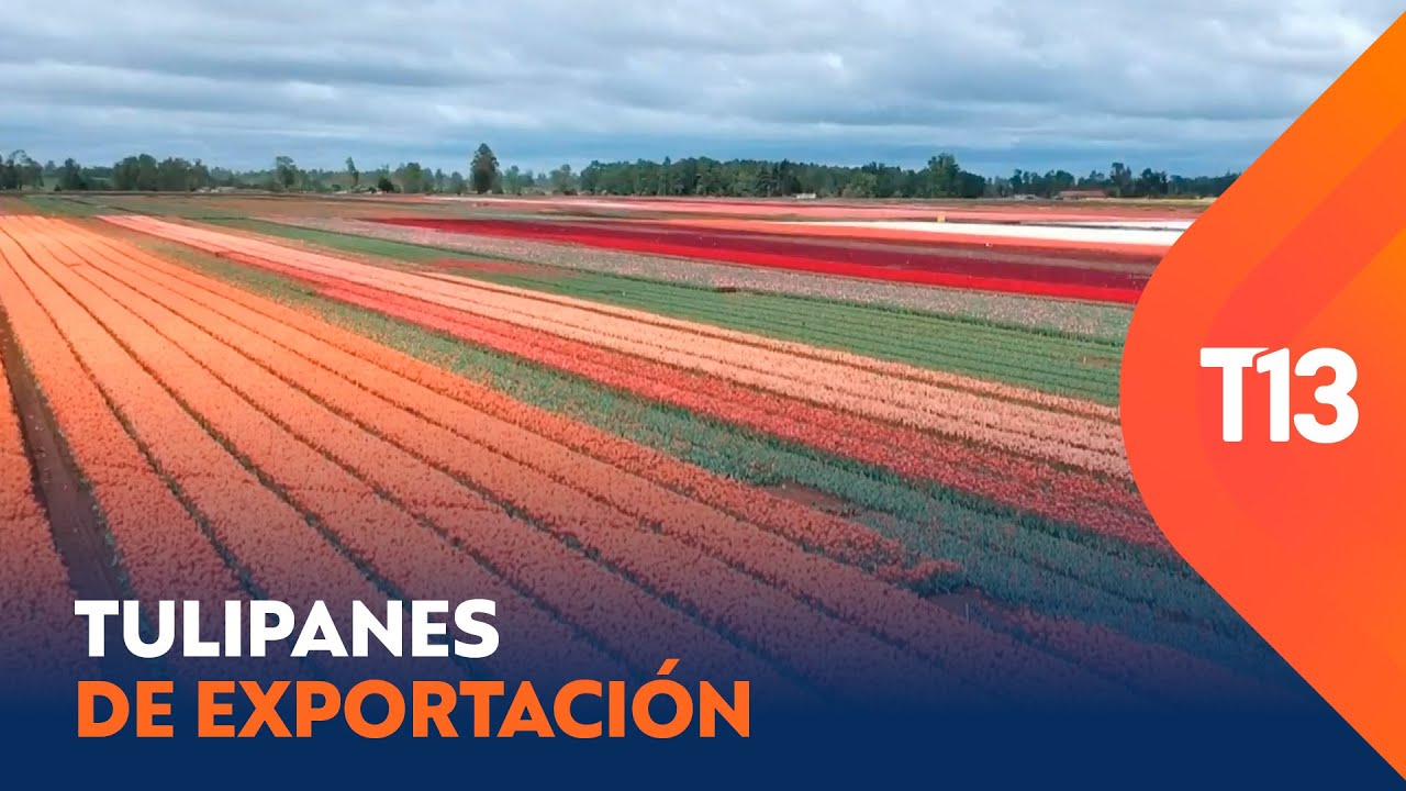Región de Los Ríos florece con tulipanes en el bicentenario de relaciones entre Chile y Países Bajos