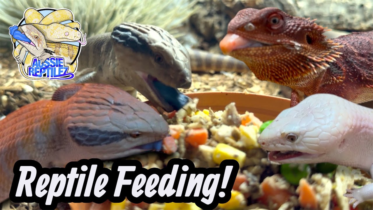 Кормление моих рептилий! Чем они питаются? 🦎