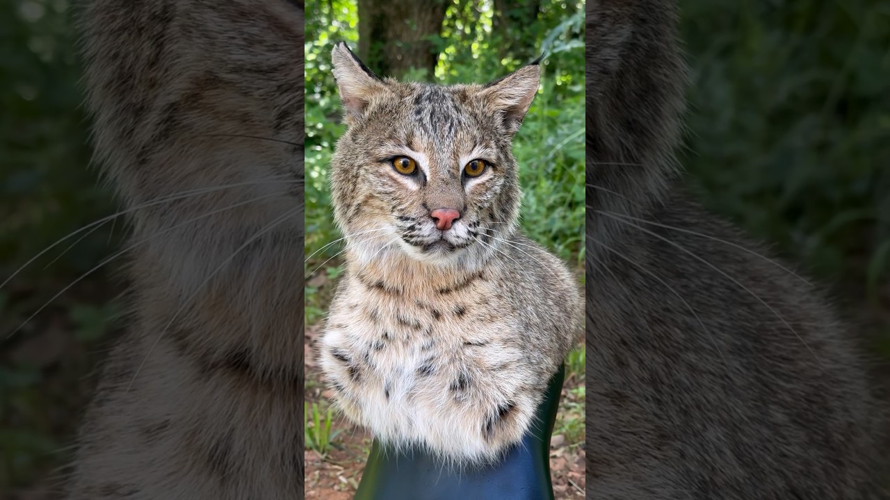 Mounting a bobcat 🐱 #taxidermy