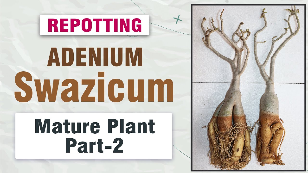 How to repot Adenium Swazicum Mature plants || Swazicum Mature plants Repotting