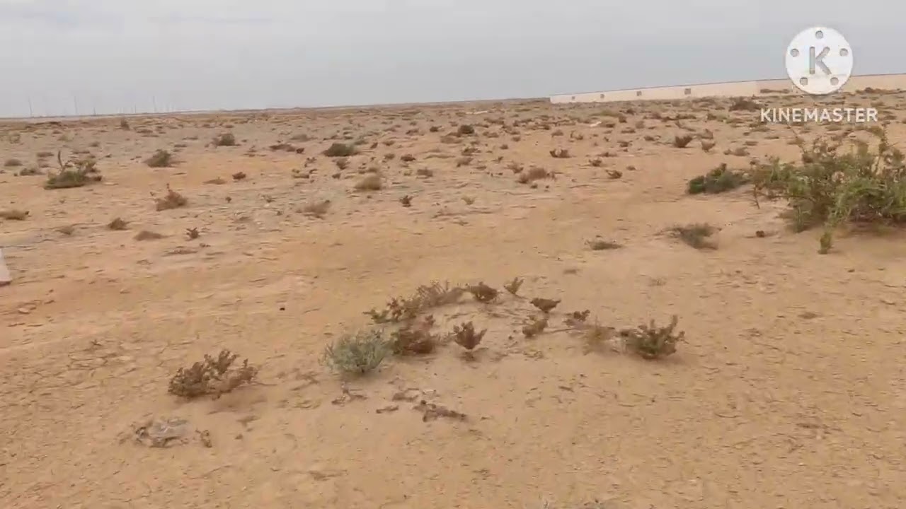 Desert Nature Beauty | Rocks, Wild Herbs and Natural Plants