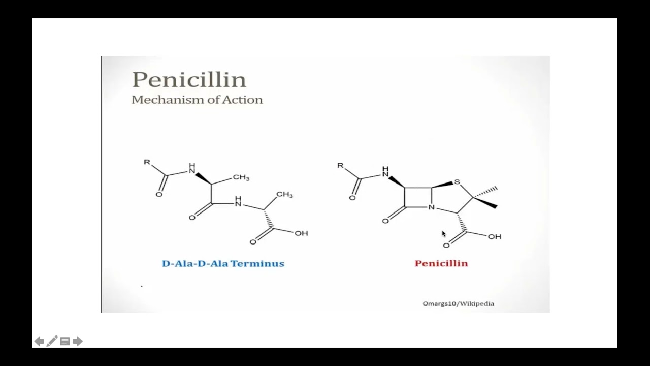 the ANTIBIOTICS lecture by Alaa Alali - شرح المضادات الحيوية بطريقة بسيطة وميسرة للدكتور علاء العلي