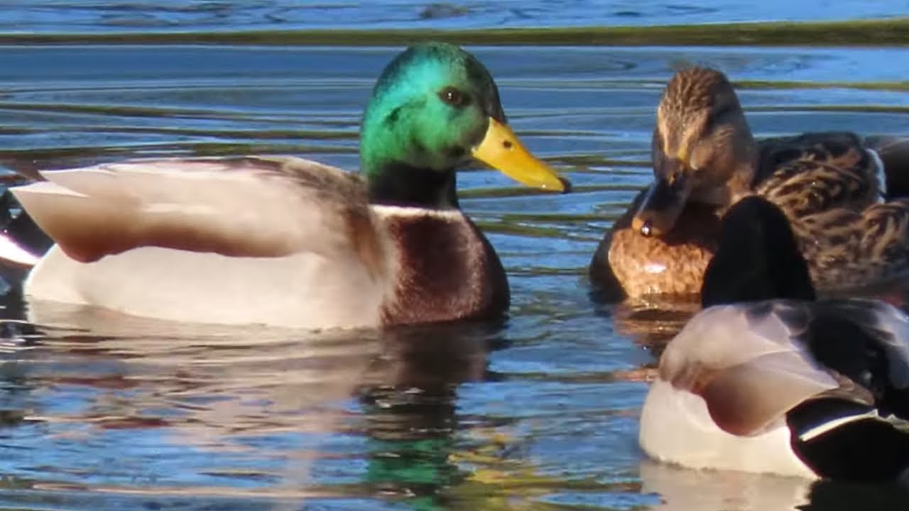 【鳥キロク】マガモのつがい