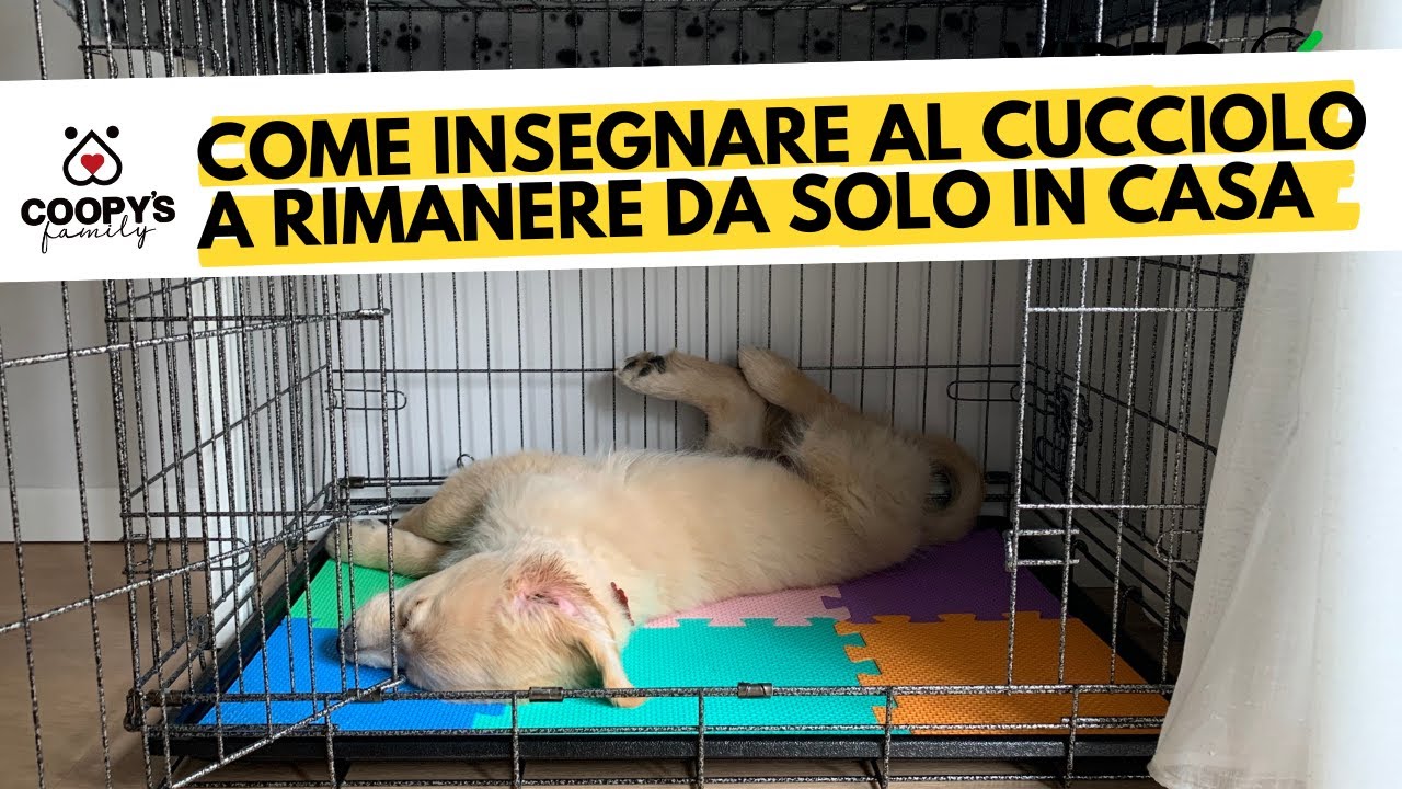 Come insegnare al cucciolo a rimanere da solo in casa | Tutorial con @Naturalmente Cani