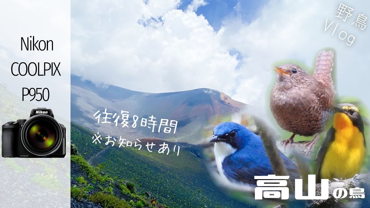 《P950デビュー》真夏にまさかの？標高2,500mで野鳥を探すと...（最後にお知らせあり）