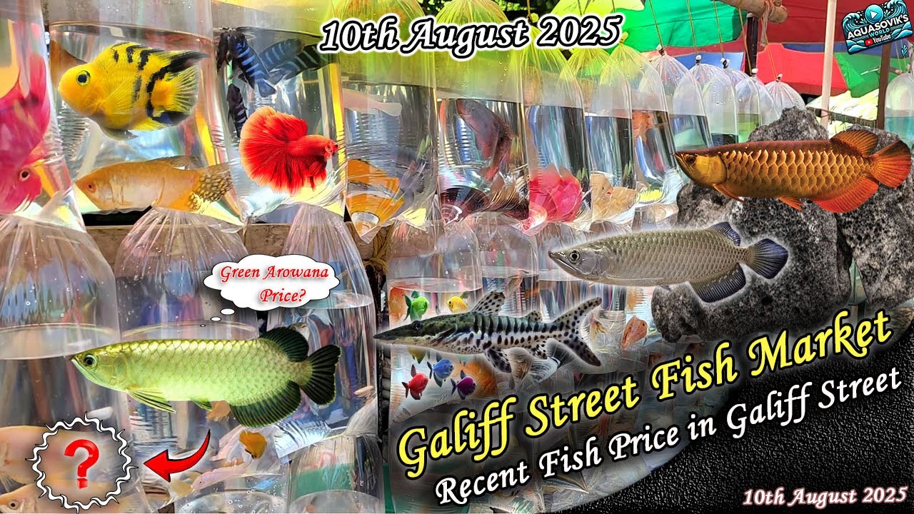 Kolkata Galiff Street Fish Market Recent Video | Recent Fish Price In Galiff Street | 10.08.2025