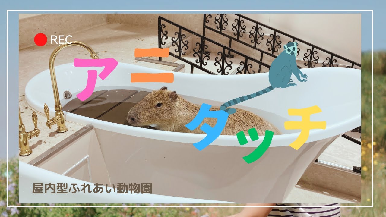 【屋内型ふれあい動物園】アニタッチ　ららぽーと名古屋みなとアクルス　伊豆シャボテン公園プロデュース　カピバラの猫足風呂　ワオキツネザル　キンカジュー　カワウソ　ひよこ　モルモット　うさぎ　コウモリ