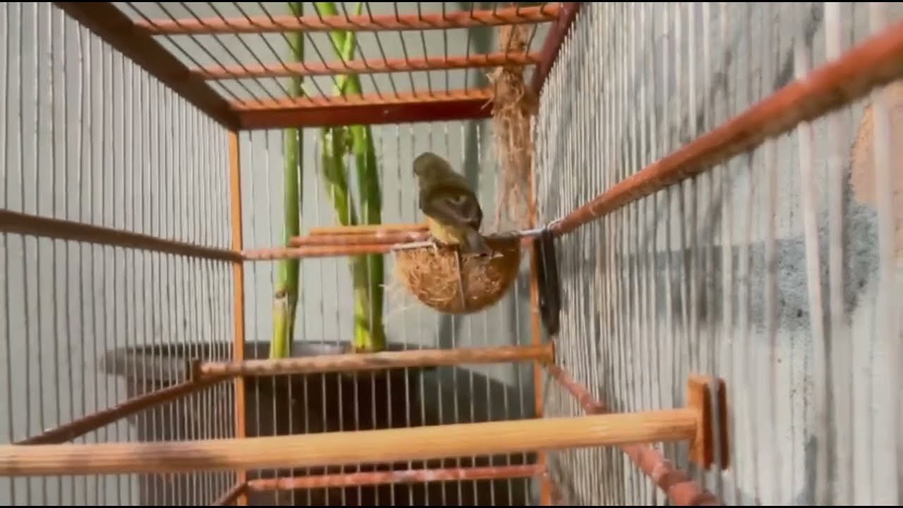 CANTO DO COLEIRO TUI TUI PERFEITO PARA TREINAMENTO DE PAPA CAPIM ESQUENTAR COLEIRO TUI TUI