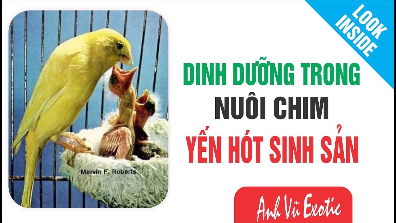 Nuôi chim Yến hót (Canary) sinh sản - Các vấn đề về dinh dưỡng