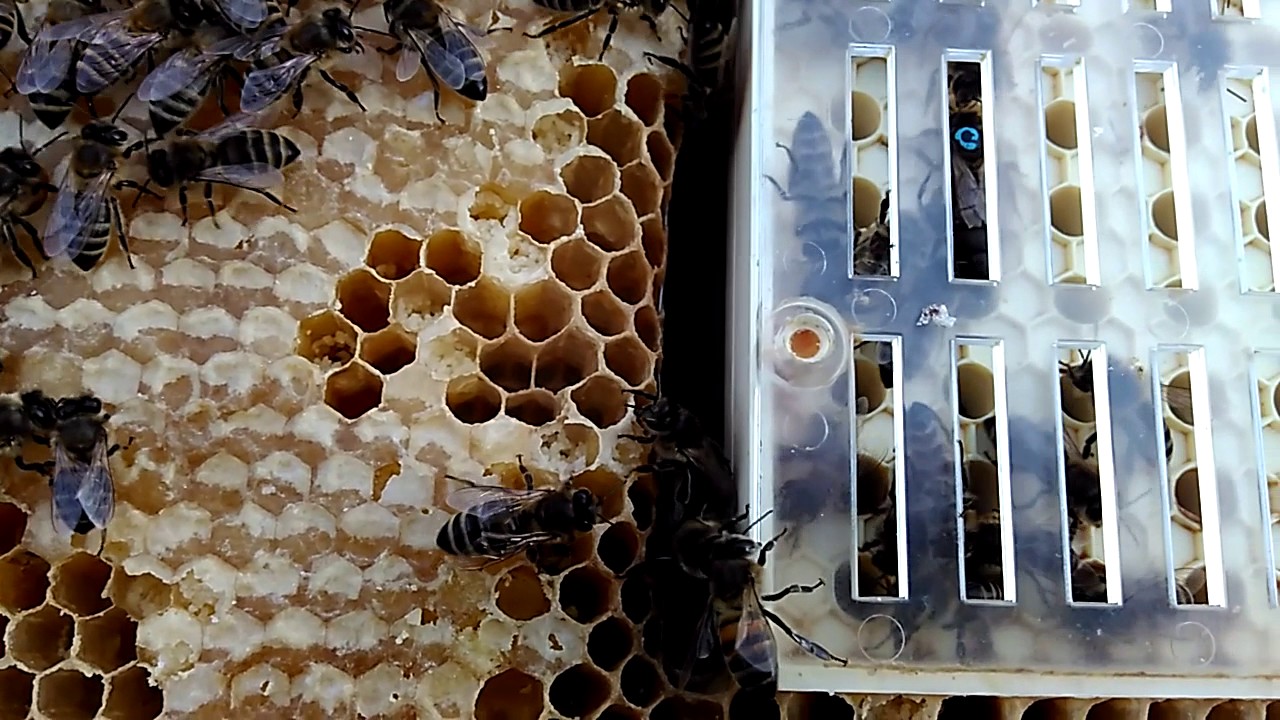 ПЧЕЛОВОДСТВО САЖАЕМ  МАТКУ В НИКОТ Секреты начинающим