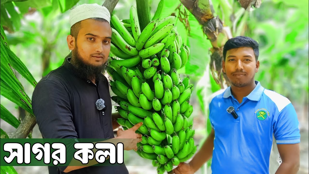 সাগর কলার গাছ । কলার গাছের স্প্রে করা নিয়ম। কলার বেশি ফলন হবে । জামাল উদ্দিন কুড়িগ্রাম 01784978007
