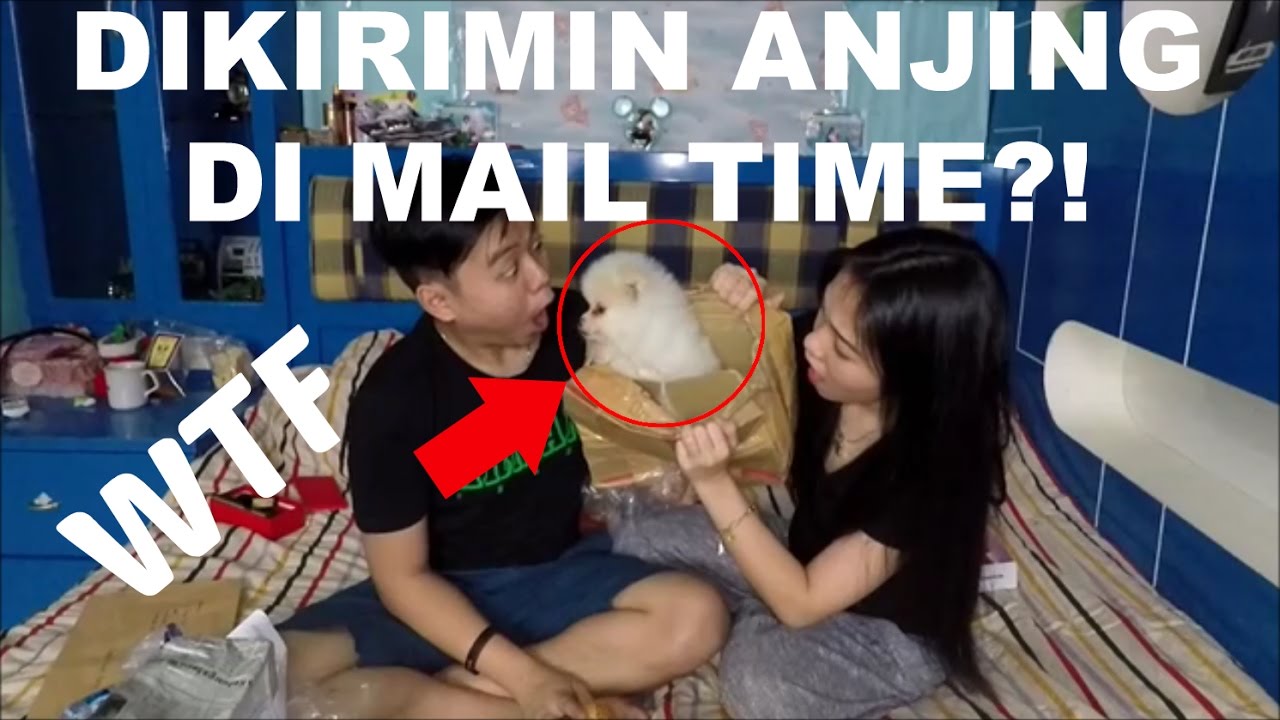 DI KIRIMIN ANJING LEWAT MAIL TIME?! | Gmail Time #6
