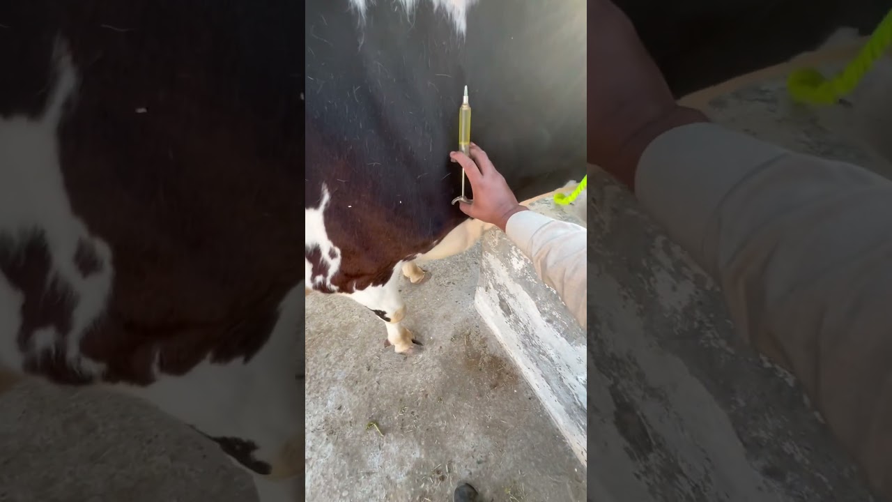 Subcutaneous injection #vetdrafaqrana #cow #animalfarming #vet #animalfarming #animal #farming #vete