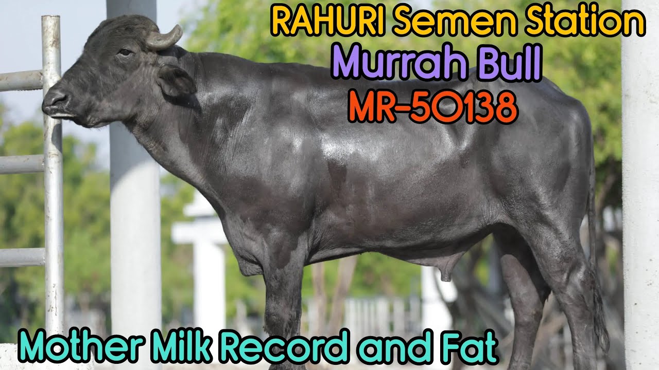 RAHURI Semen Station Murrah Bull MR-50138  Mother Milk Record and Fat ! #murrah #bull #top #sag #abc