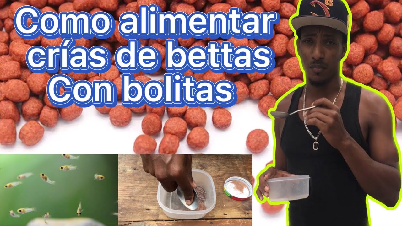 Como alimentar crías de peces bettas con bolita para bettas adultos
