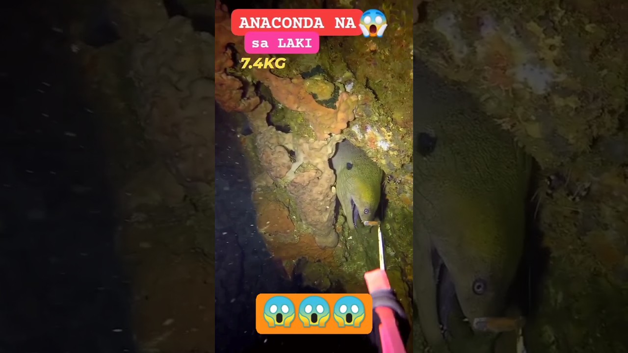 MASSIVE MORAY EEL😱 #fishing #nightspearfishing #gopro #fish #eel