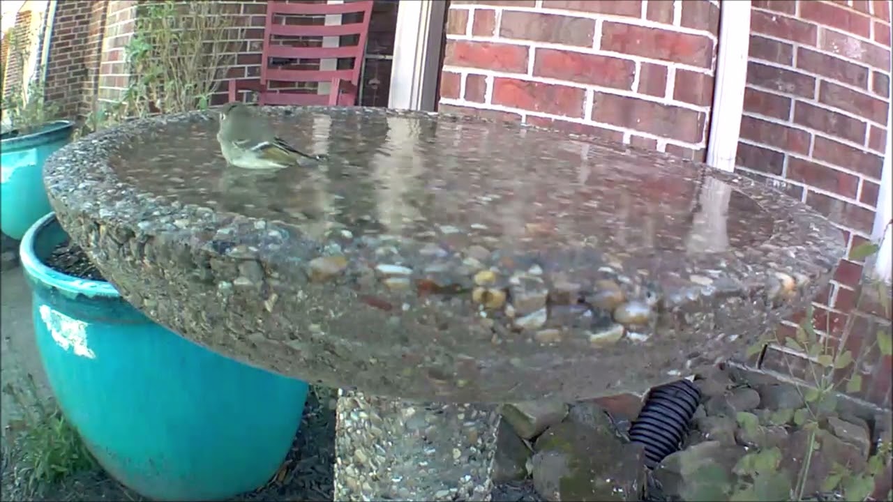 Pine Warbler At Wild Birds Unlimited Bird Bath - January 2022 #wbu #birding #aggregate #birdbath