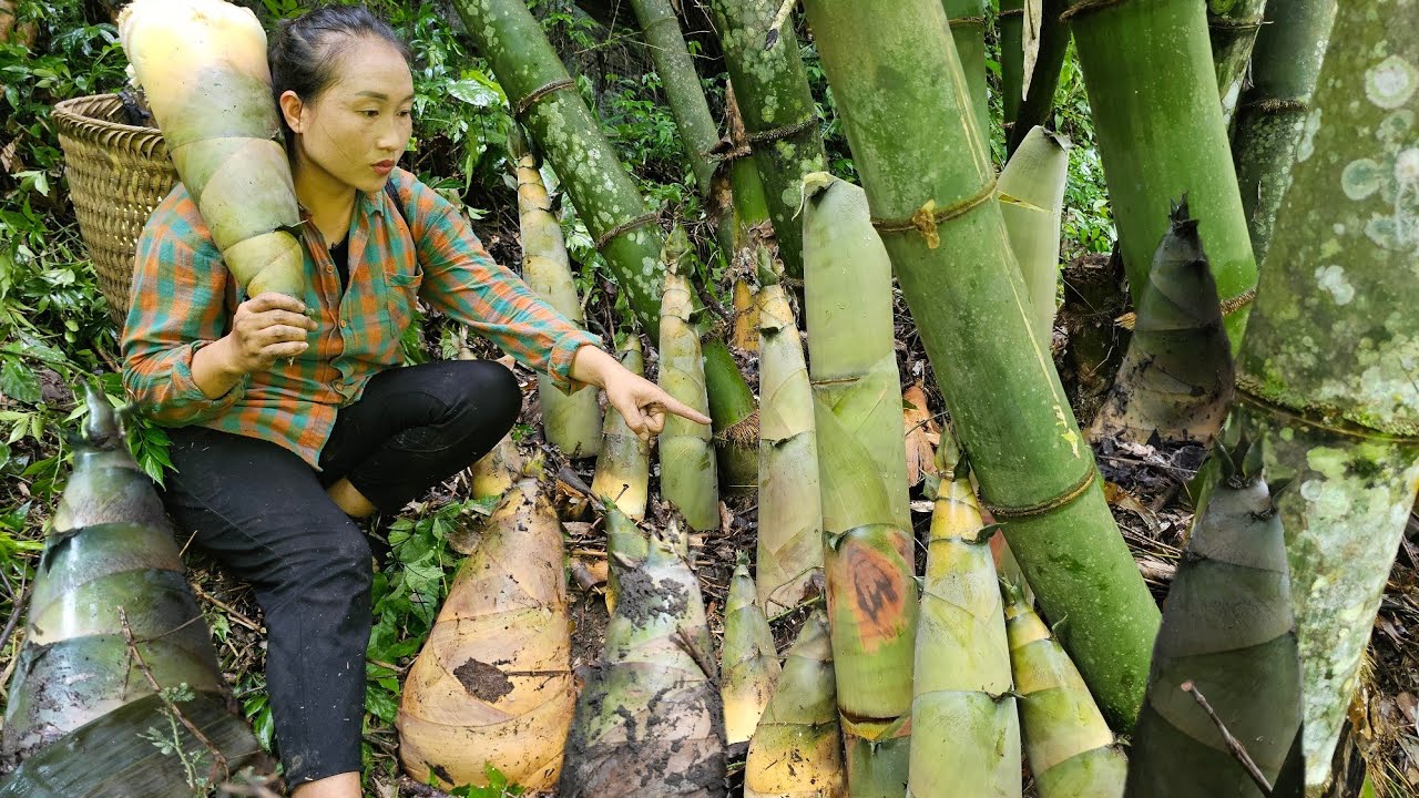 Harvest giant bamboo shoots take to market to sell, help her weed cassava on the hill - Ly Thi Tam