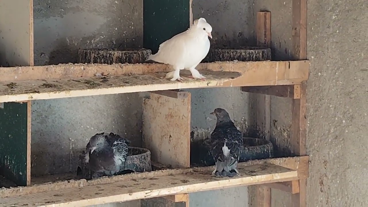 KAÇAK DİŞİ BEYAZ VE AKŞAM GELEN BEYAZ ERKEK YAKALADIM 