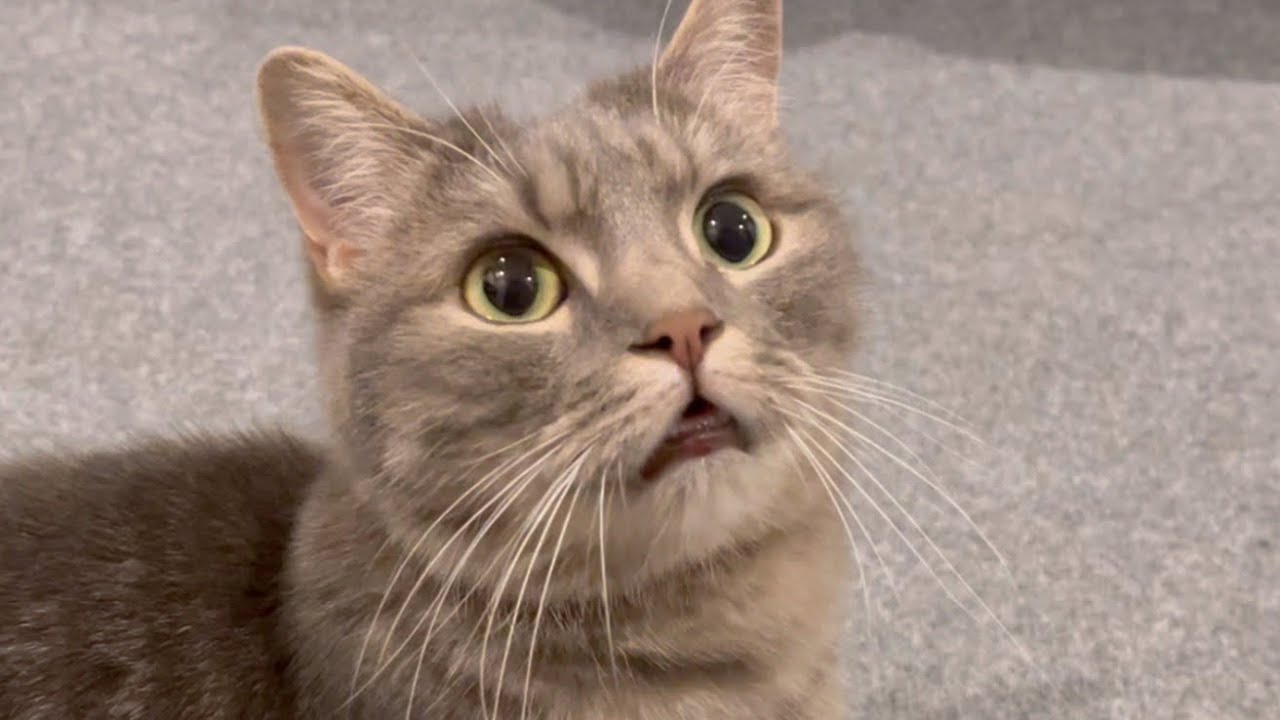 パパっ子だった猫が何故かママっ子になってしまいました...