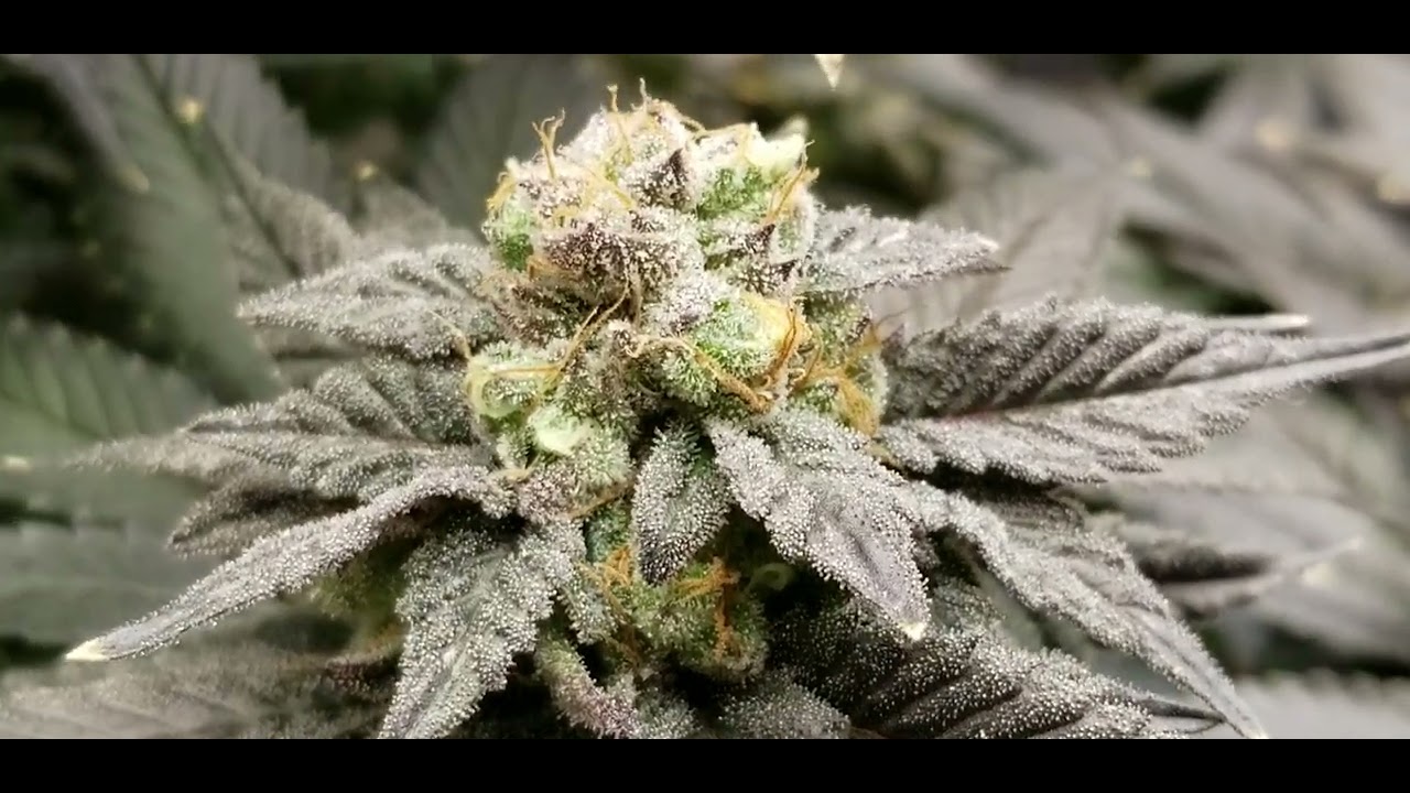 gmo x animal cookies harvest day
