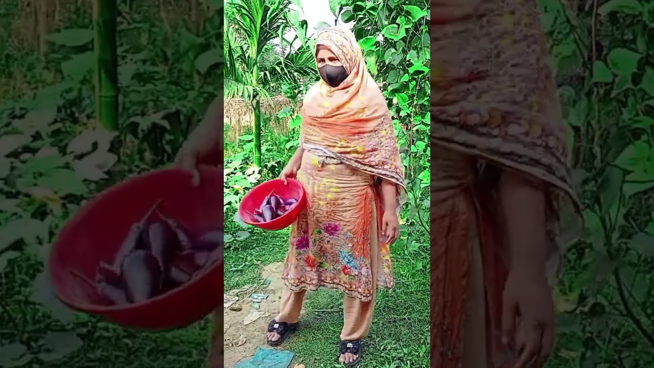 আমার মার ছোট্ট একটা বেগুন বাগান রয়েছে 