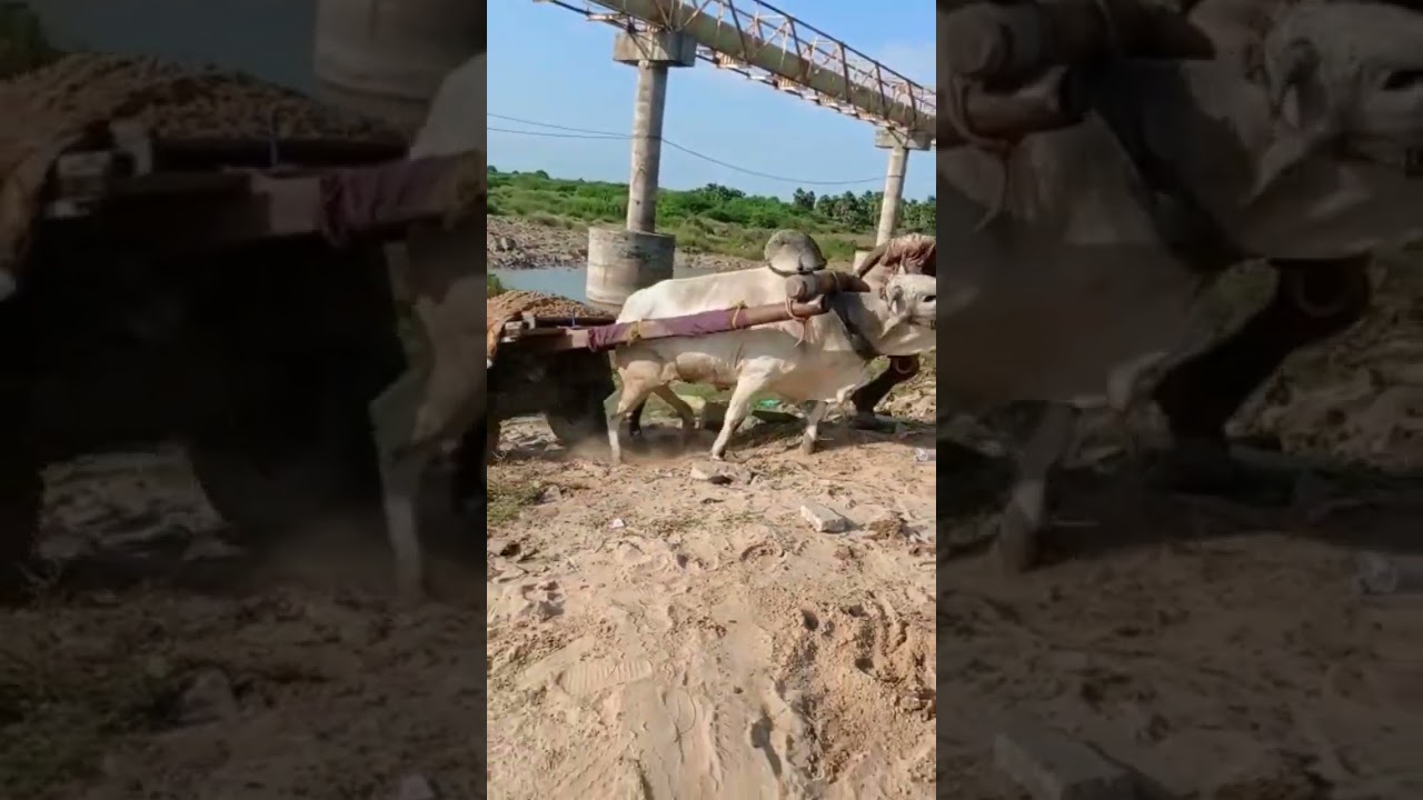 single.Ongole bull pulling sand , Kadapa district,,6303940685