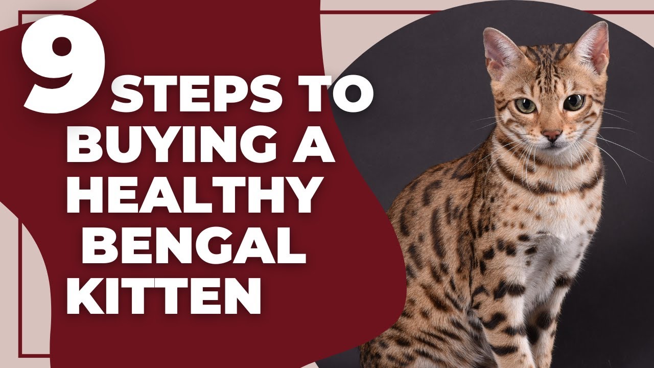 9 Steps To Buying A Healthy Bengal Kitten