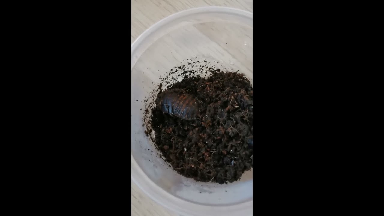 Hissing Cockroach Gets a Discoid Roach Friend