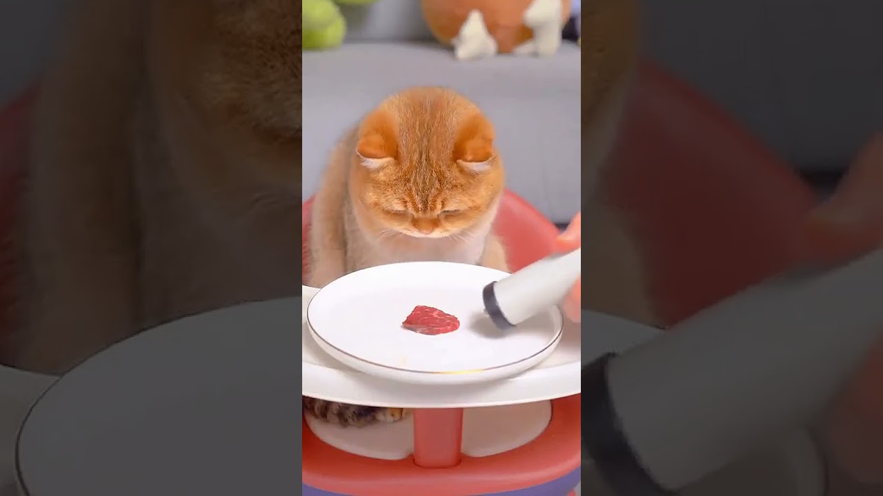 How to Make Delicious Meat Recipes 🥩 | Fun and Easy Cooking Tutorial