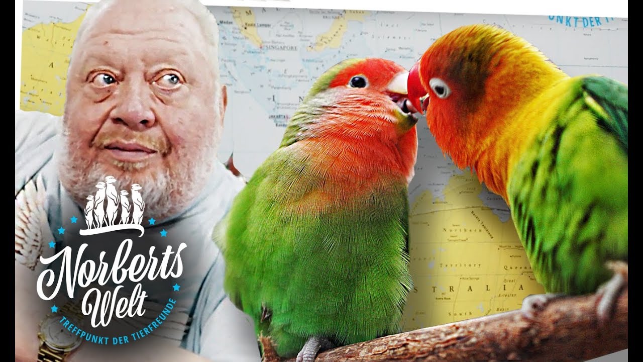 UNZERTRENNLICHE LIEBESVÖGEL - ZWERGPAPAGEIEN | NORBERTS WELT | Zoo Zajac