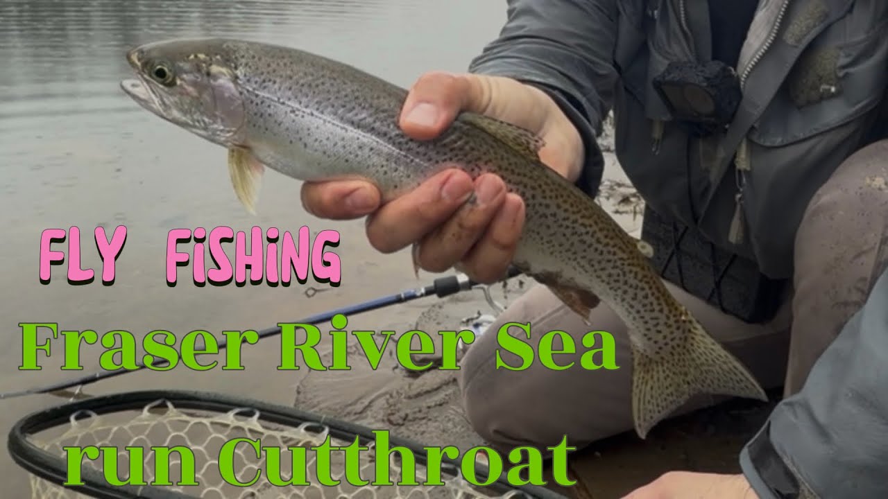 Sea Run Cutthroat Fly fishing in Fraser River bc_fly_fishing March 2026