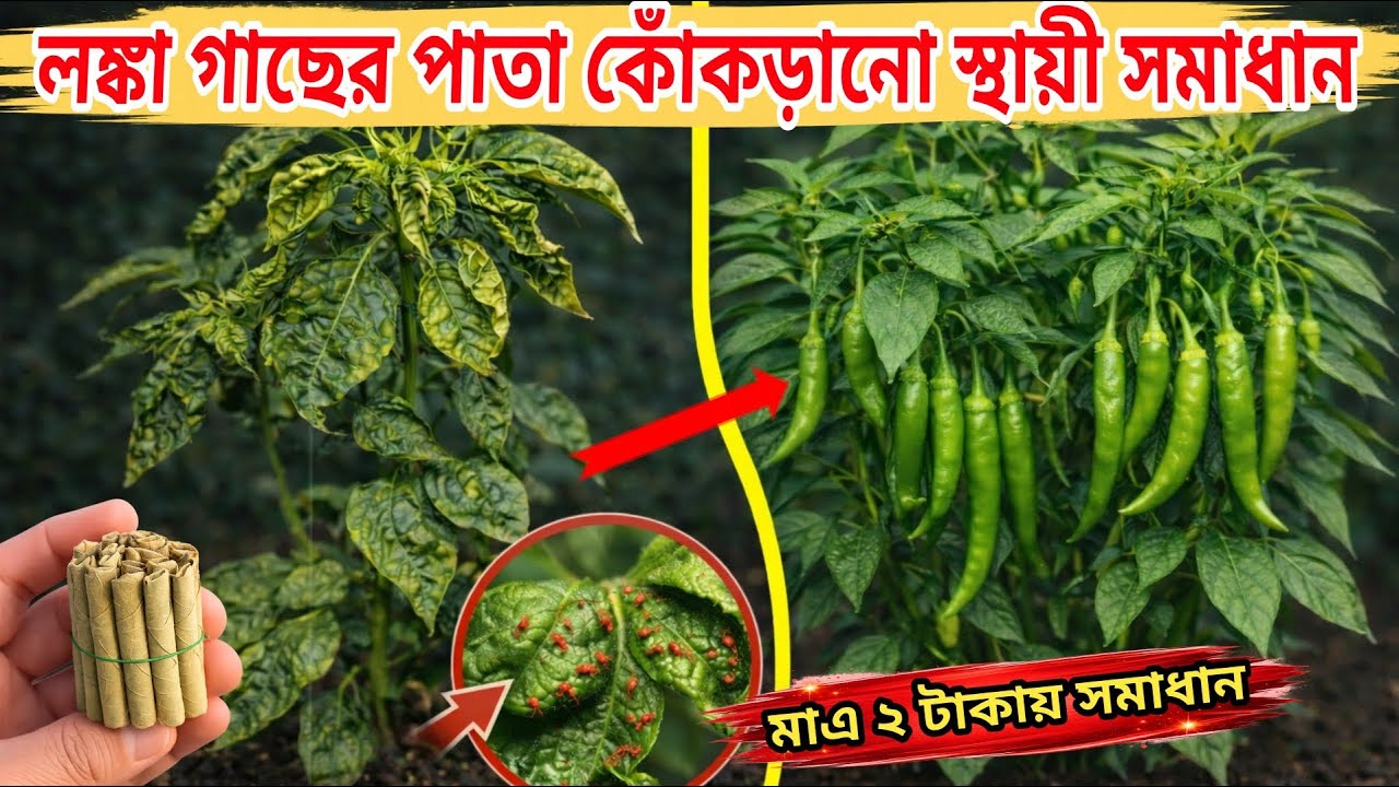 লঙ্কা গাছের পাতা কুঁকড়ে যাওয়ার প্রতিকার | মাত্র ২ টাকায় ১০০% সমাধান!