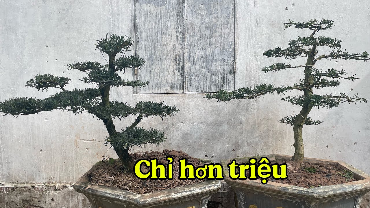 Tùng la hán không vê bổ giá rẻ | Chỉ hơn triệu/ cây | Tùng la hán Nam Định