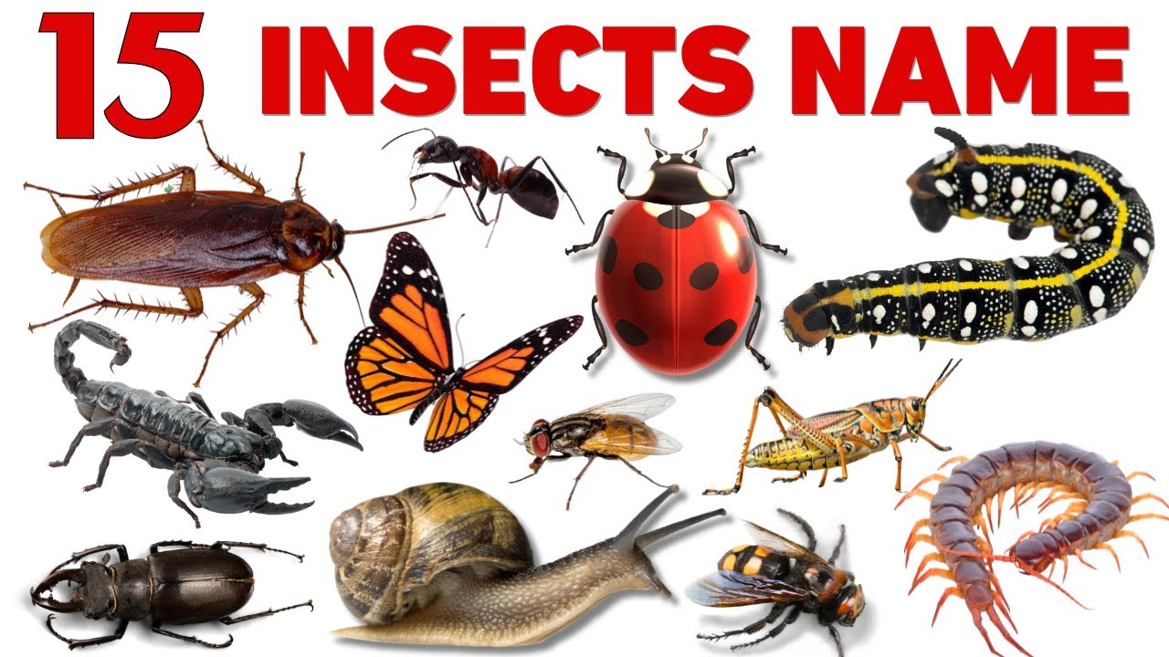 Insect Names Video for kids | Insect Names | | Insect Names in Hindi and English