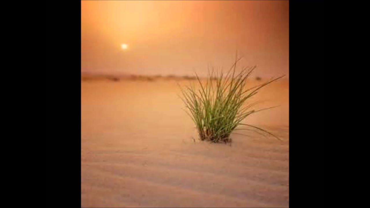 يحيى القنطار يسعد مساكم