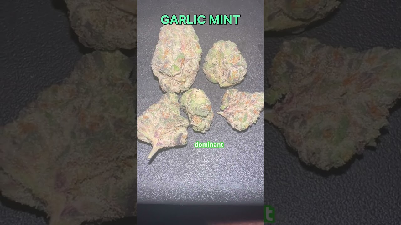 Garlic Mint Cannabis Flower Strain #cannabiseducation #strainreviews #420 #cannabiscommunity