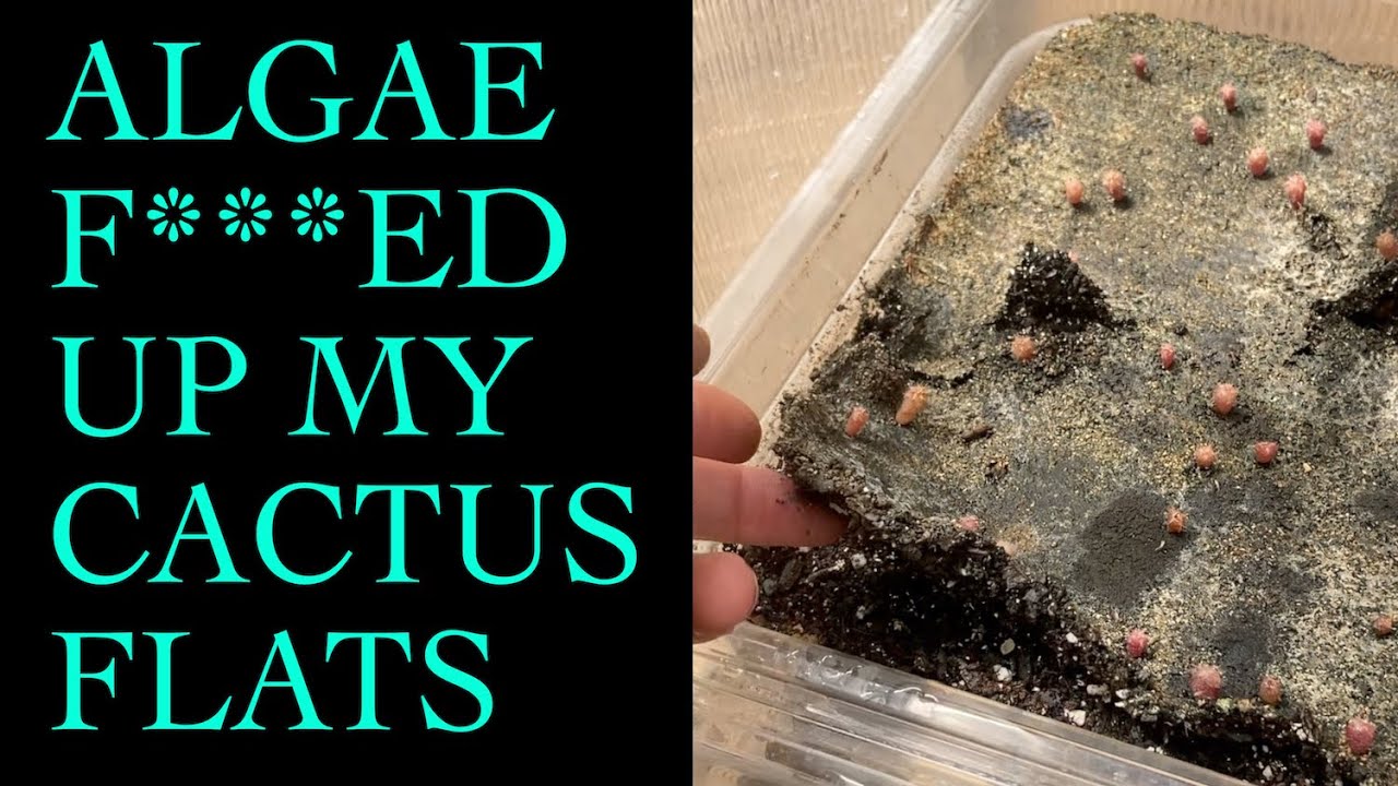Algae Disaster in My San Pedro Cactus Seedlings, My System and Odds & Ends
