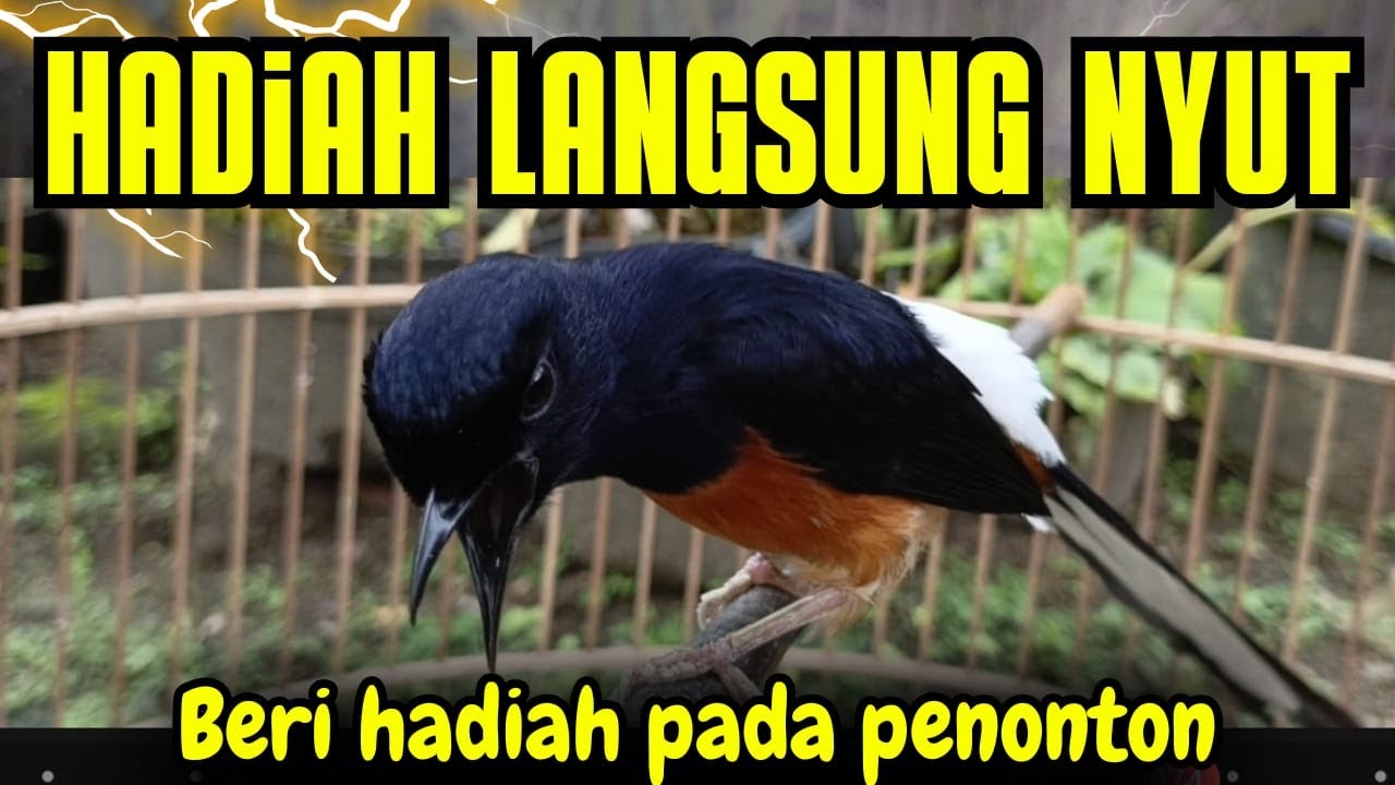 PANCINGAN MURAI BATU GACOR AMPUH BUAT MURAI BATU AGAR BUNYI JADIKAN BURUNG MURAI GACOR NYAUT