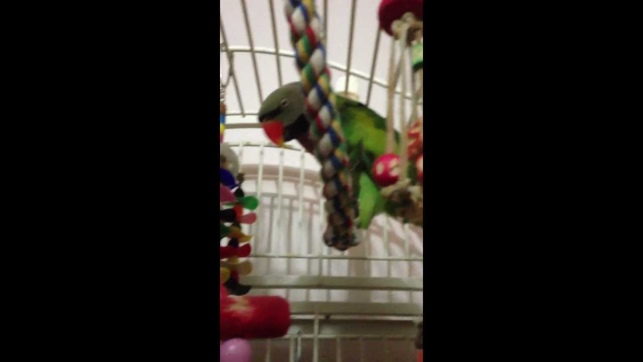 Buddy The Mustache Parakeet Talking