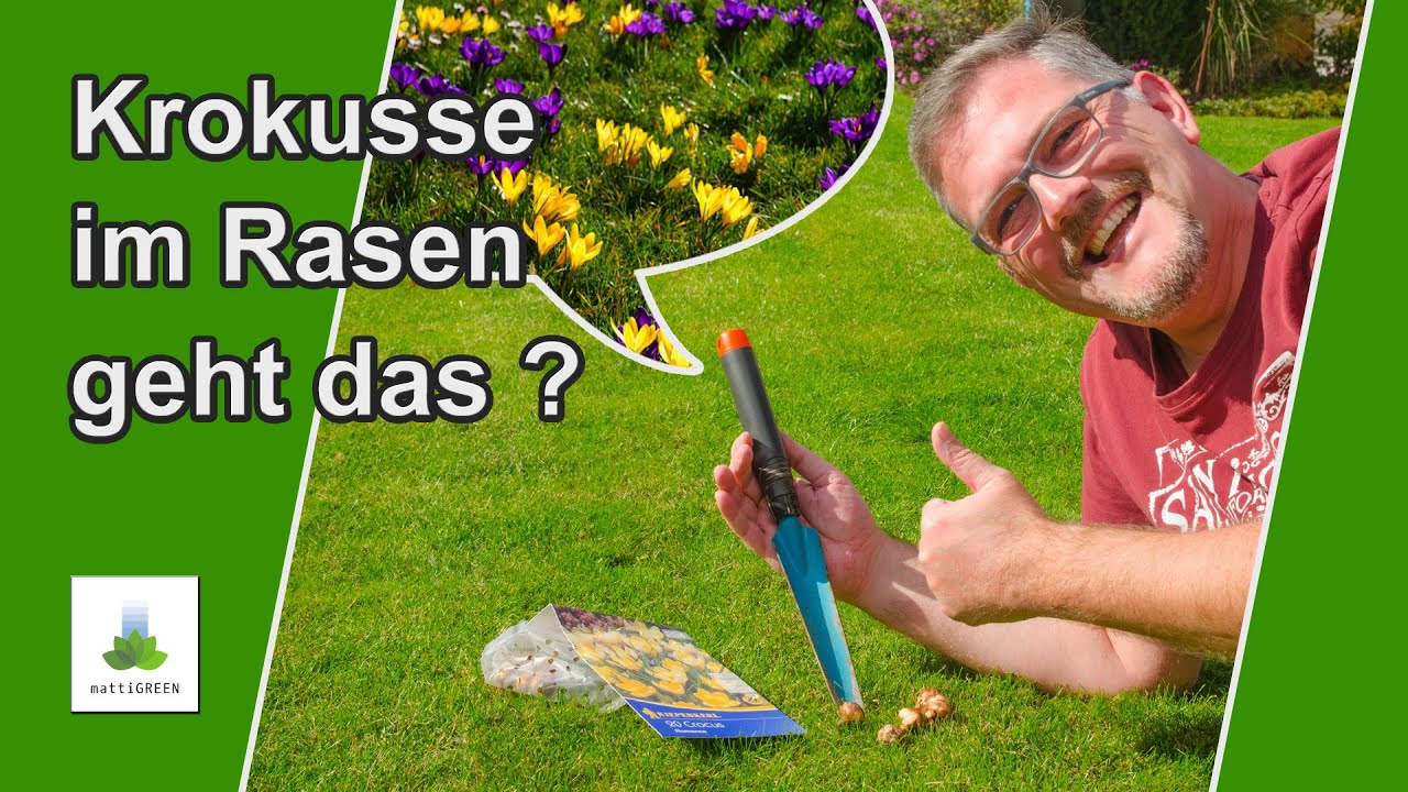 Krokusse im Rasen - ich bin begeistert - es funktioniert