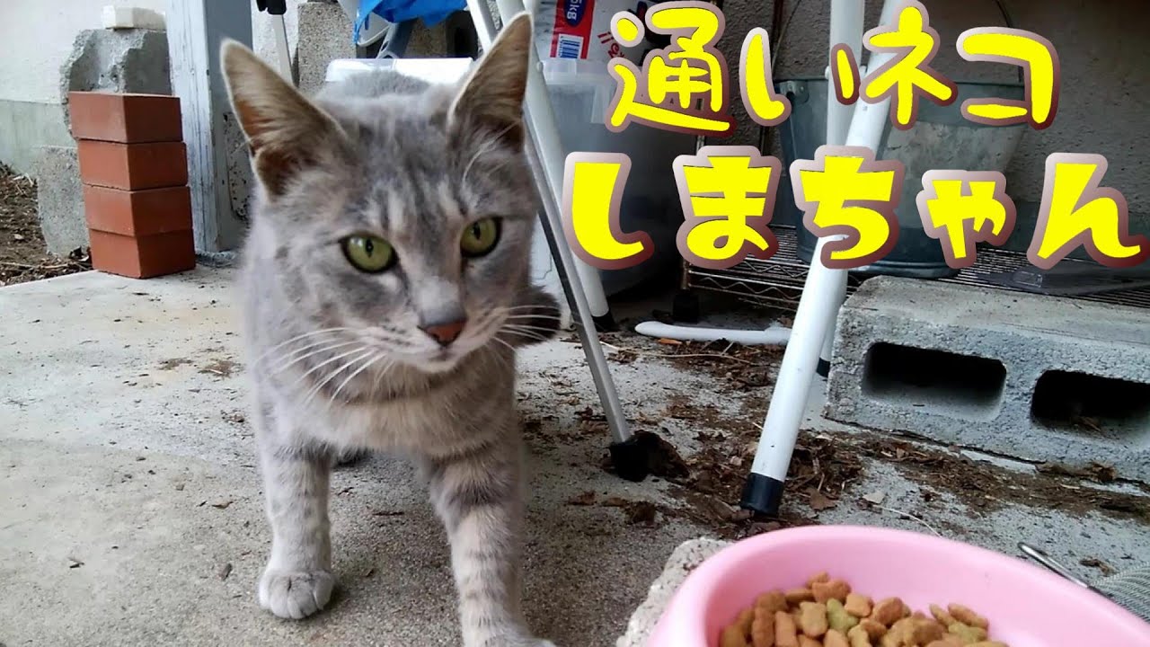 通いネコ 「しまちゃん」③ 我が家に来はじめて一か月半頃の「しまちゃん」です。