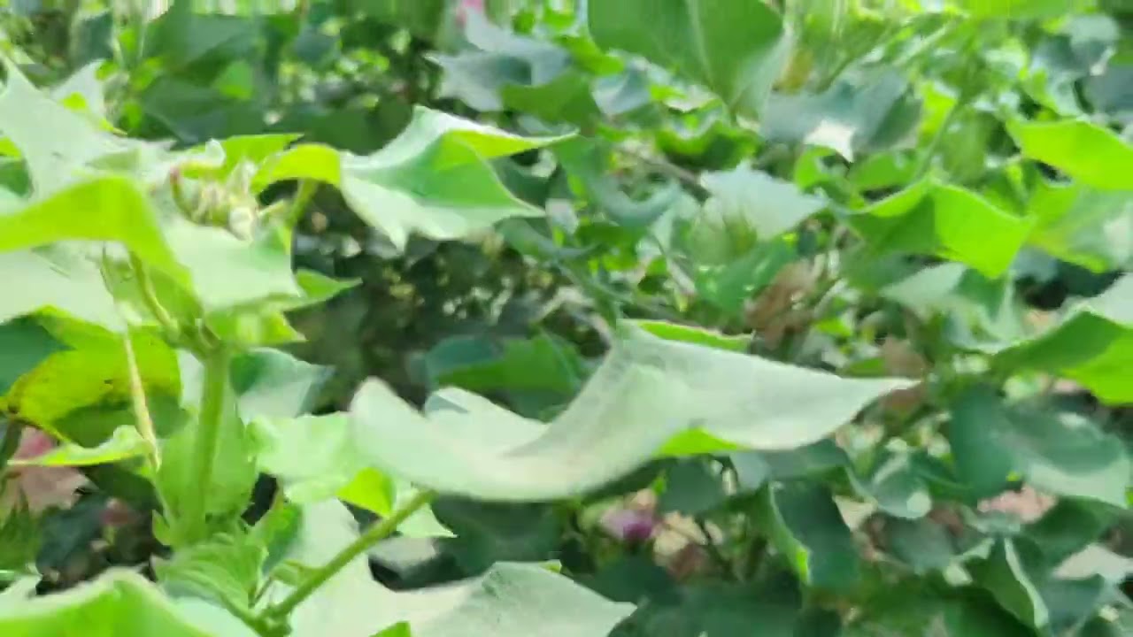 Cotton Restoration  PPAF Rajanpur