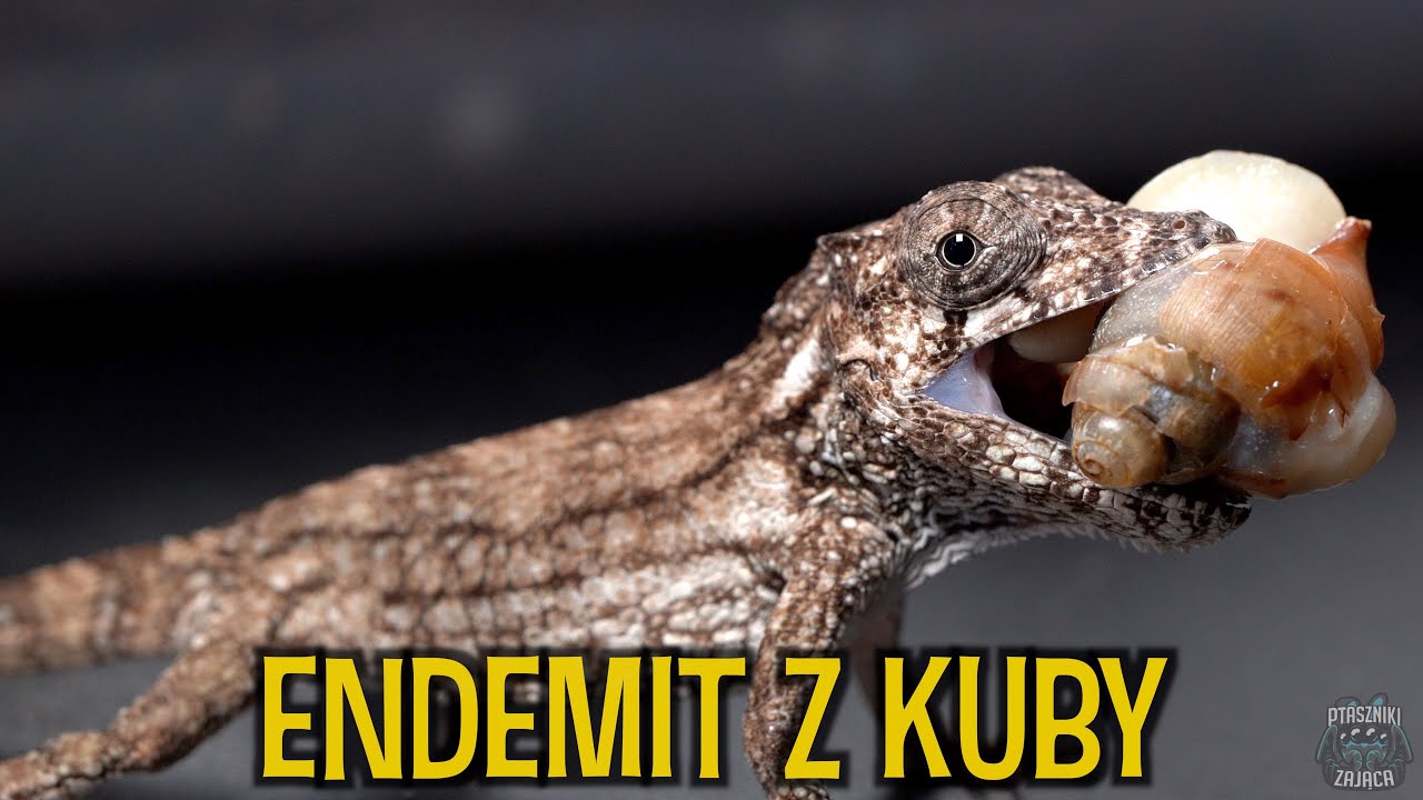 KAMELEON jedzący ślimaki?! 🤯 Nawet dwa 🥰 Anolis porcus
