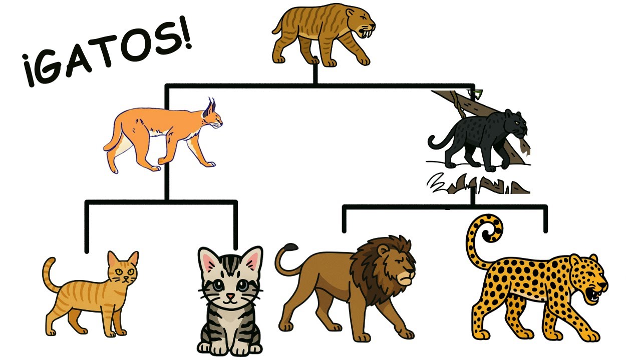 Los GATOS Explicados en 15 minutos