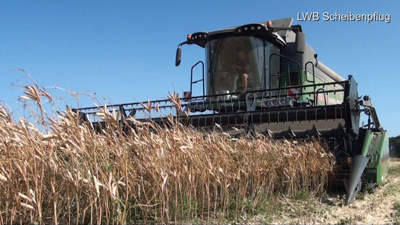 Lupinen Ernte mit Fendt Mähdrescher 6335 CPL - The Lupin Harvest - LWB Scheibenpflug