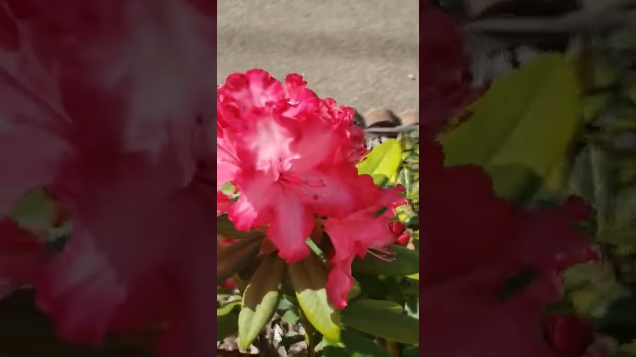 Spring Backyard Garden Tour