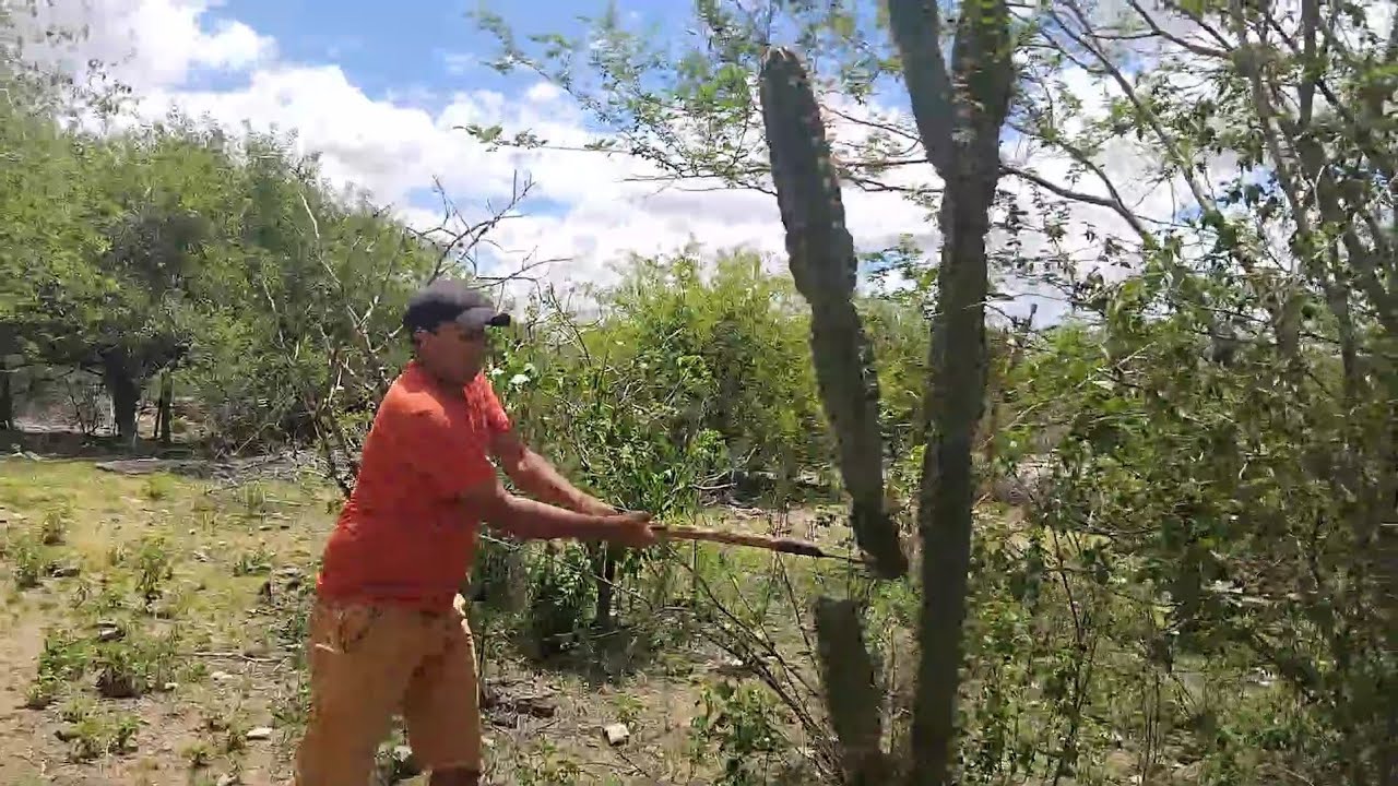 Fomos em busca de mandacaru e coroa de frade para fazer cocada 